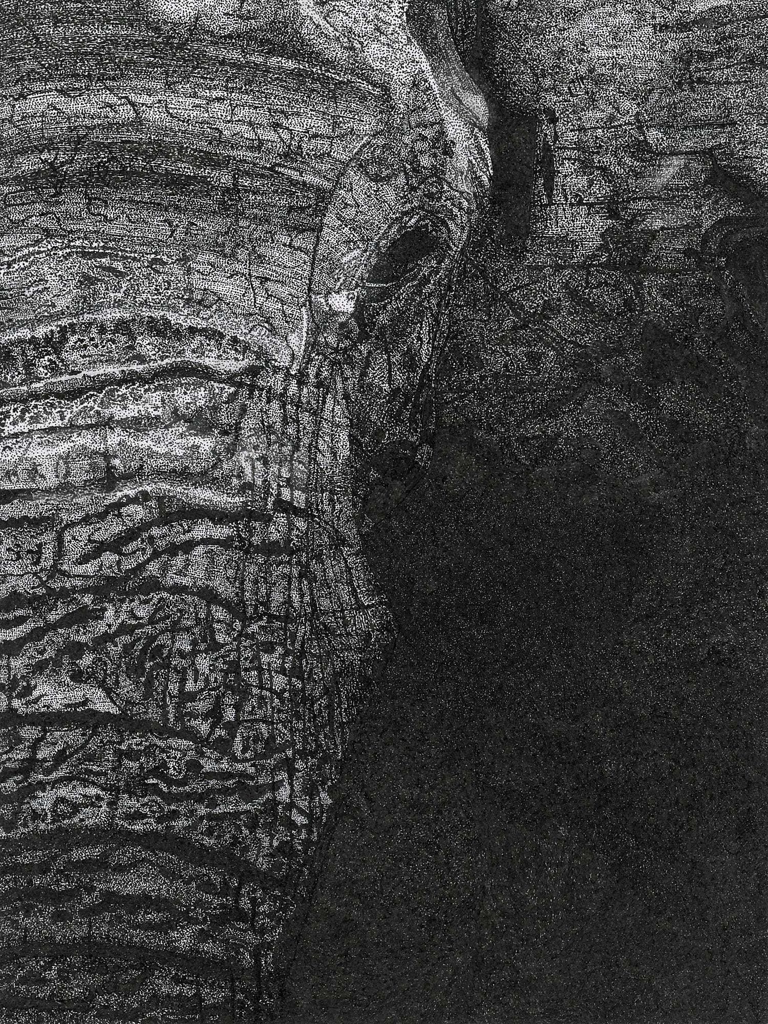 Pen and ink stippling of an elephant, by Elle Rosen.