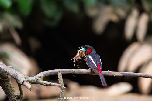 Cymbirhynchus macrorhynchos - Black-and-red Broadbill