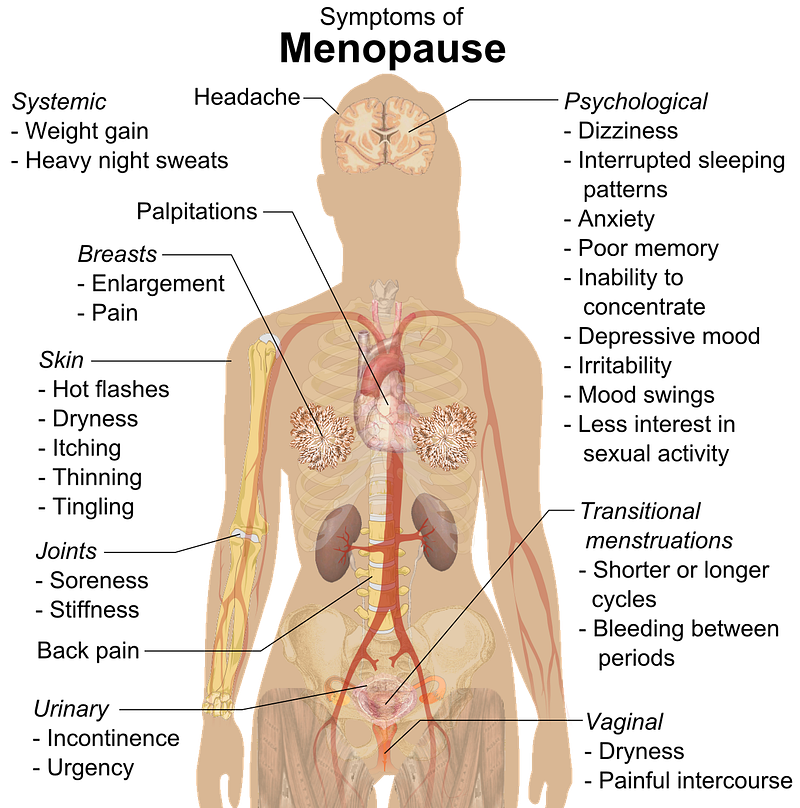 Anatomical diagram showing common menopause symptoms by body area