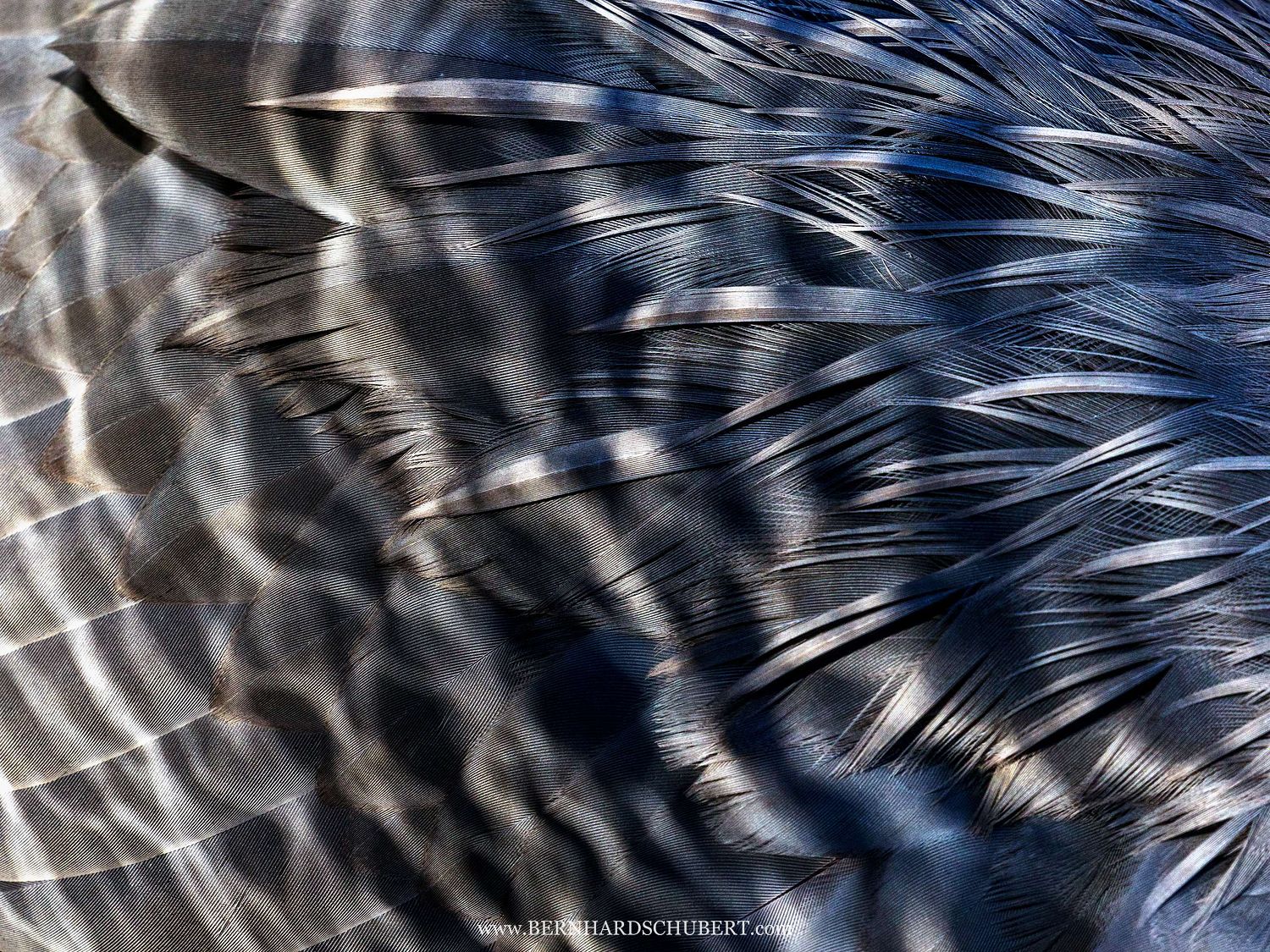 Ardea cinerea - Grey Heron