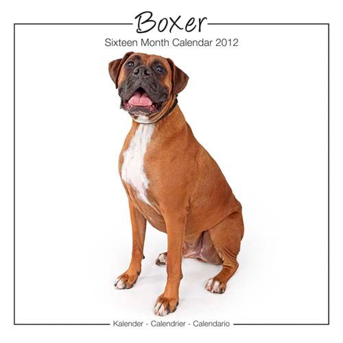 Avonside Boxer Dog Calendar