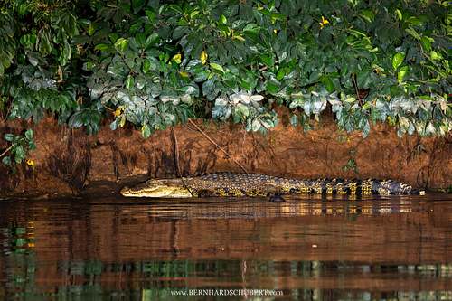 Crocodylus porosus - Saltwater crocodile