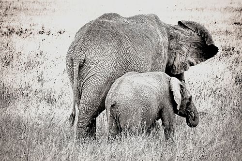 Eléphant en Tanzanie