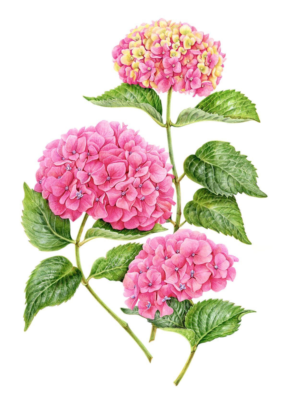Botanical artwork of Pink Hydrangea