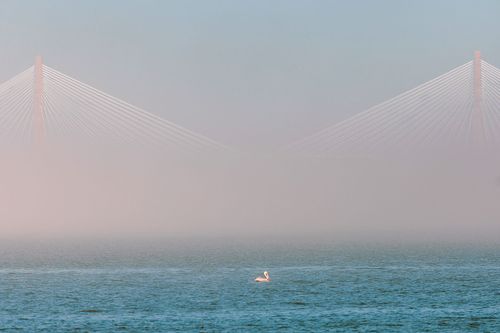 Pelican and Ravenel Bridge in fog