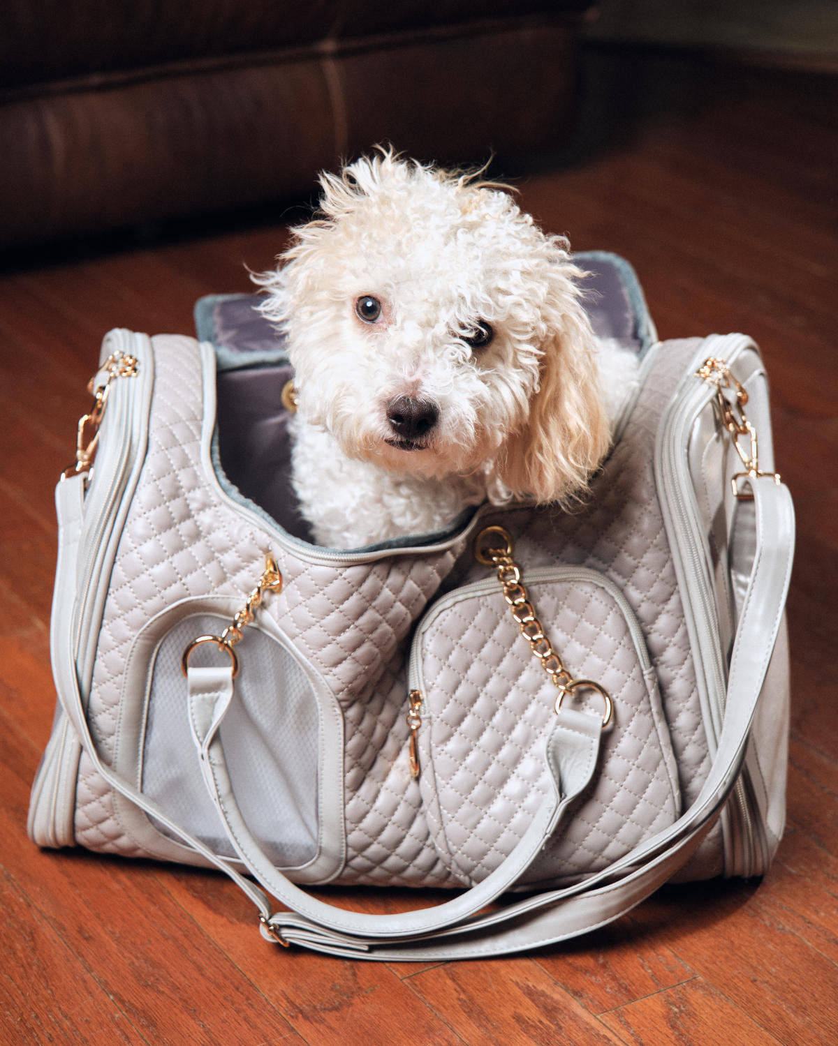 White Cavachon sitting inside of a grey KibbleTime pet carrier