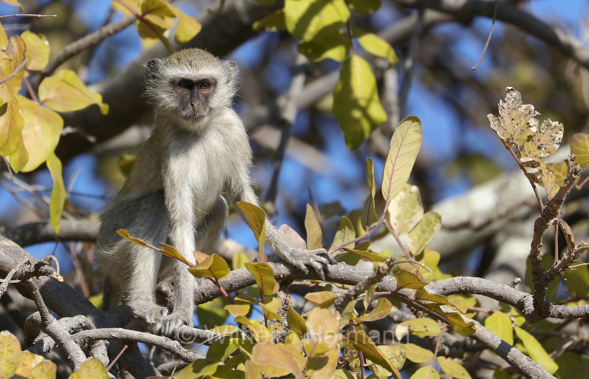 vervet monkey, ﻿Südliche Grünmeerkatze, cercopiteco verde, Chlorocebus pygerythrus, ﻿Moremi Game Reserve, Moremi-Wildreservat, Okavango Delta, Okavango Grassland, Botswana, Republik Botsuana