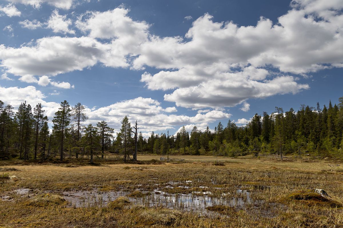Naturwaldreservat Trillemarka