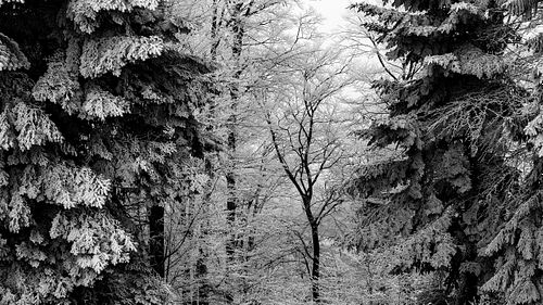 Raureif-Wald auf der "Chüeschatte"