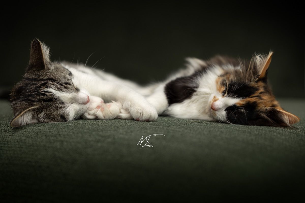 Kattenfotografie indoorshoot twee slapende kittens op de bank liggen naar elkaar toe met pootjes tegen elkaar
