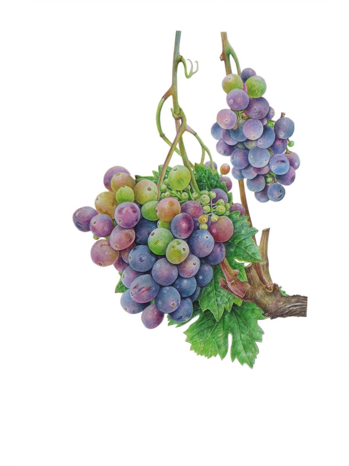 Botanical illustration of Grapes