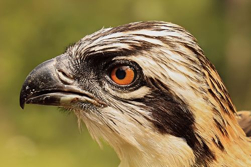 Osprey (Fiskeørn), Close Up Picture, captured by Trond Johansen Sarpsborg Norway