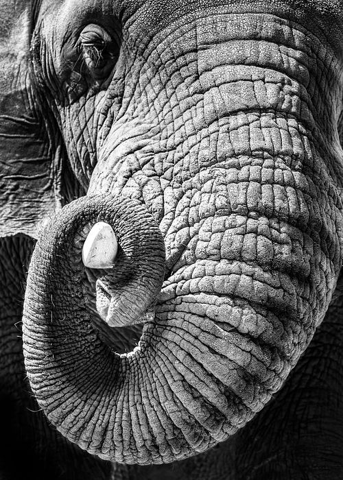 Elephant Curling Trunk Around Tusk - Black and White