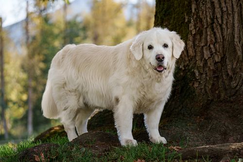 Senior dog on its daily walk at the park.