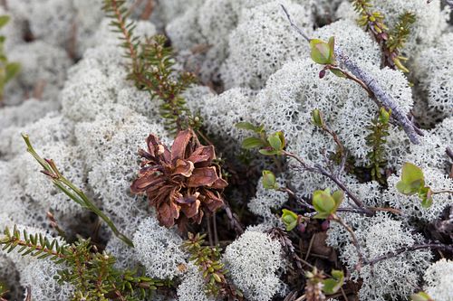 Naturwaldreservat Trillemarka