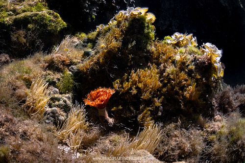 Bispira volutacornis – Fächerröhrenwurm und Schwebegarnelen