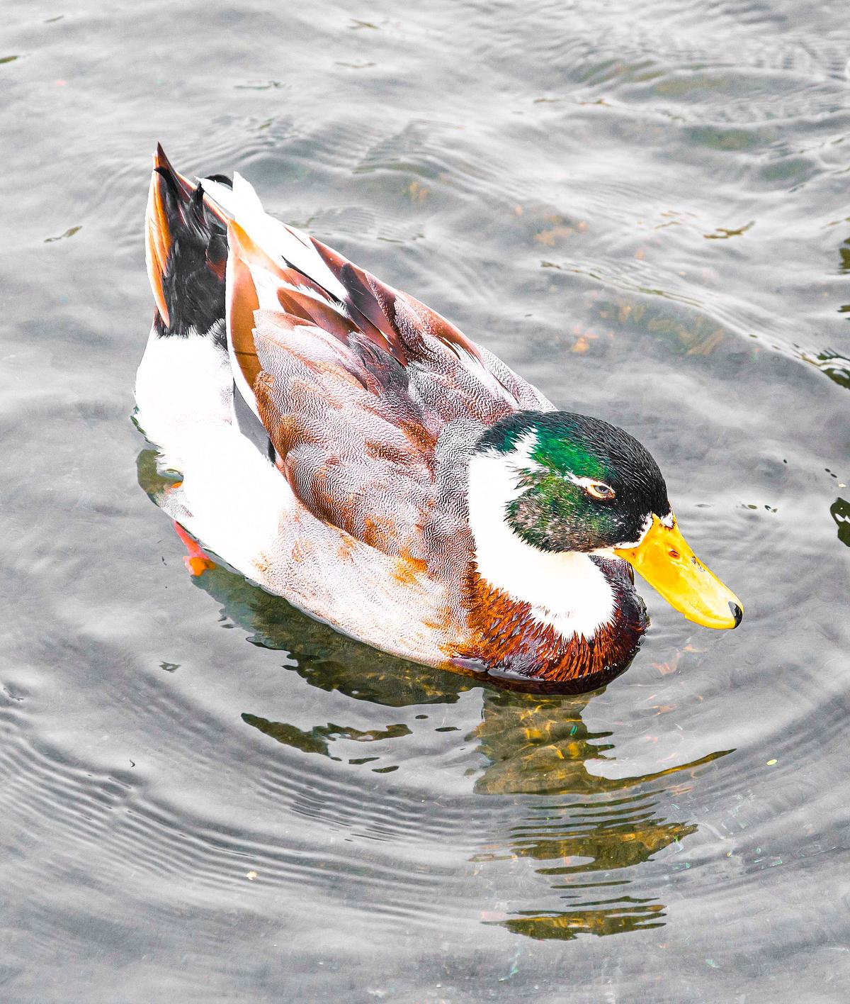 Bird, bird photography, forest jungle, macro, water