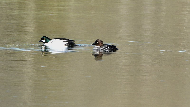 Kevadised hetked hariliku sõtke perega