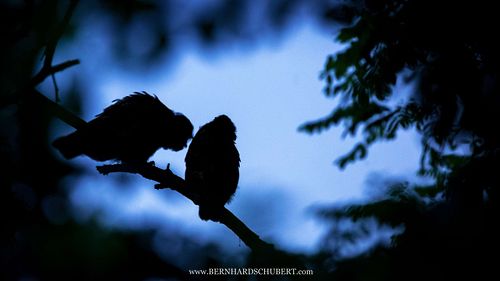 Asio otus - Waldohreule