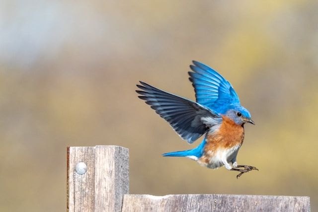 Bild eines Vogels im Flug