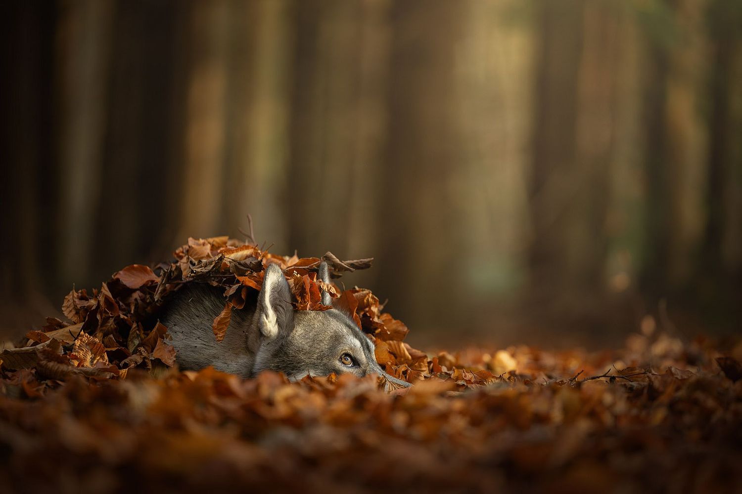 NLS Dierenfotografie