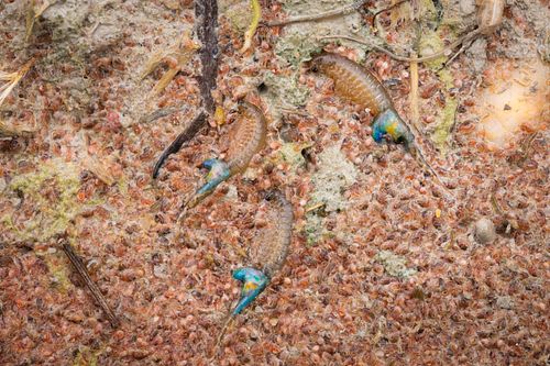 Branchipus schaefferi - Sommer-Feenkrebs