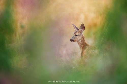 Capreolus capreolus - Roe Deer