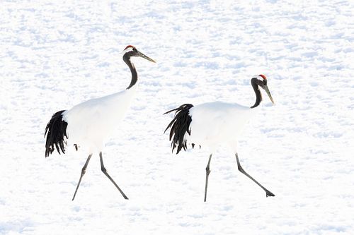 Grus japonensis - Red-crowned crane