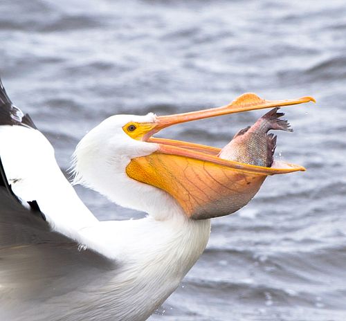 great white pelican