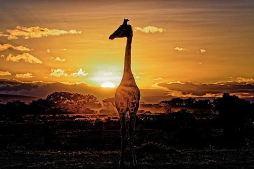 Lever du jour avec girafe au Kenya