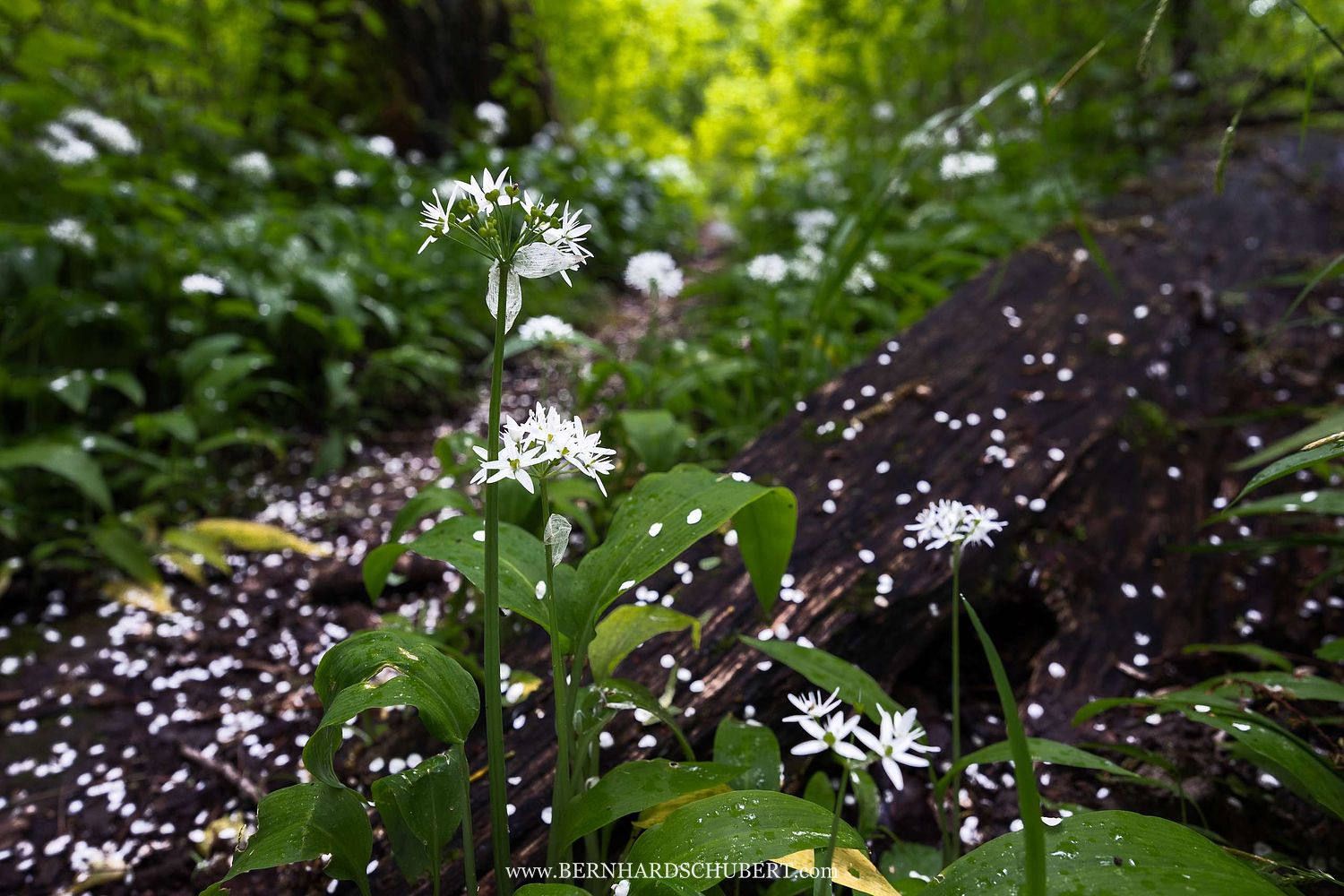 Allium ursinum - Wild garlic