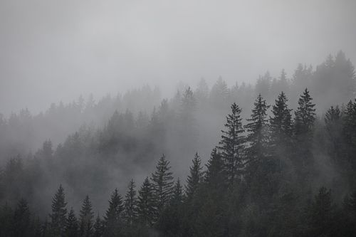 Pentes boisées noyées dans la brume.