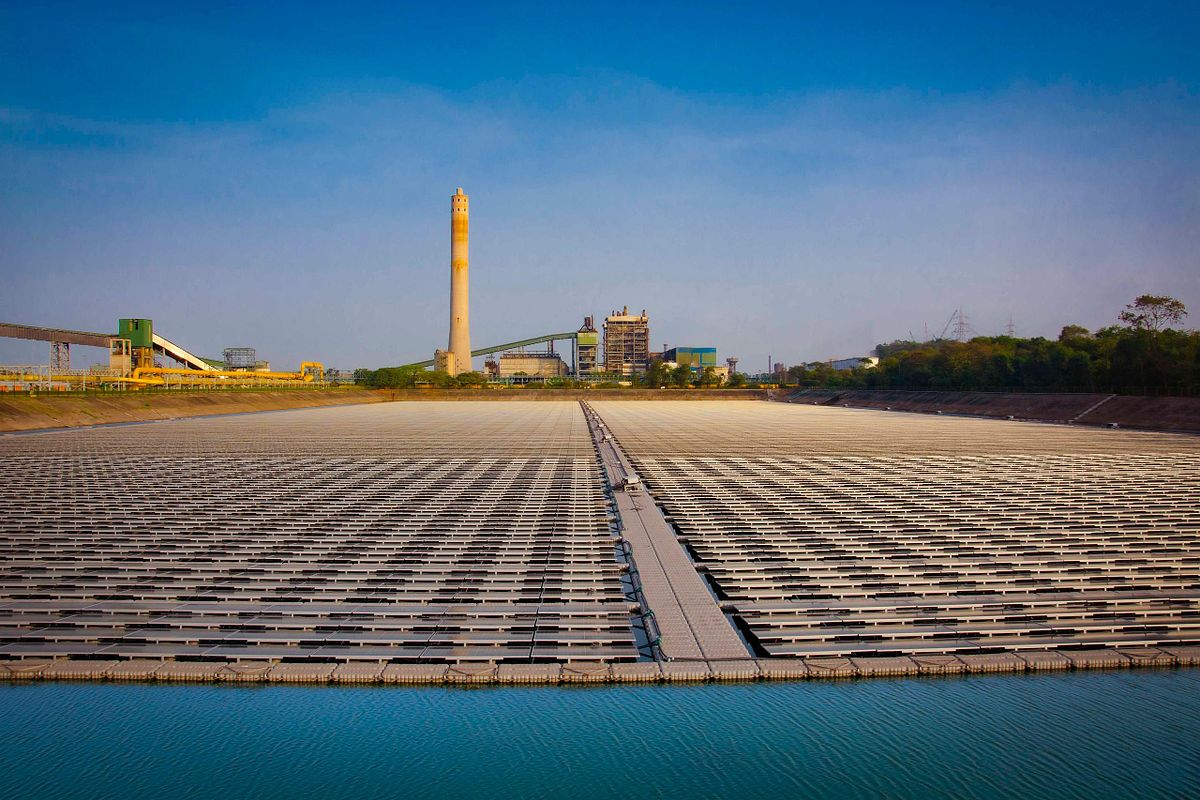 Top view of the plant.