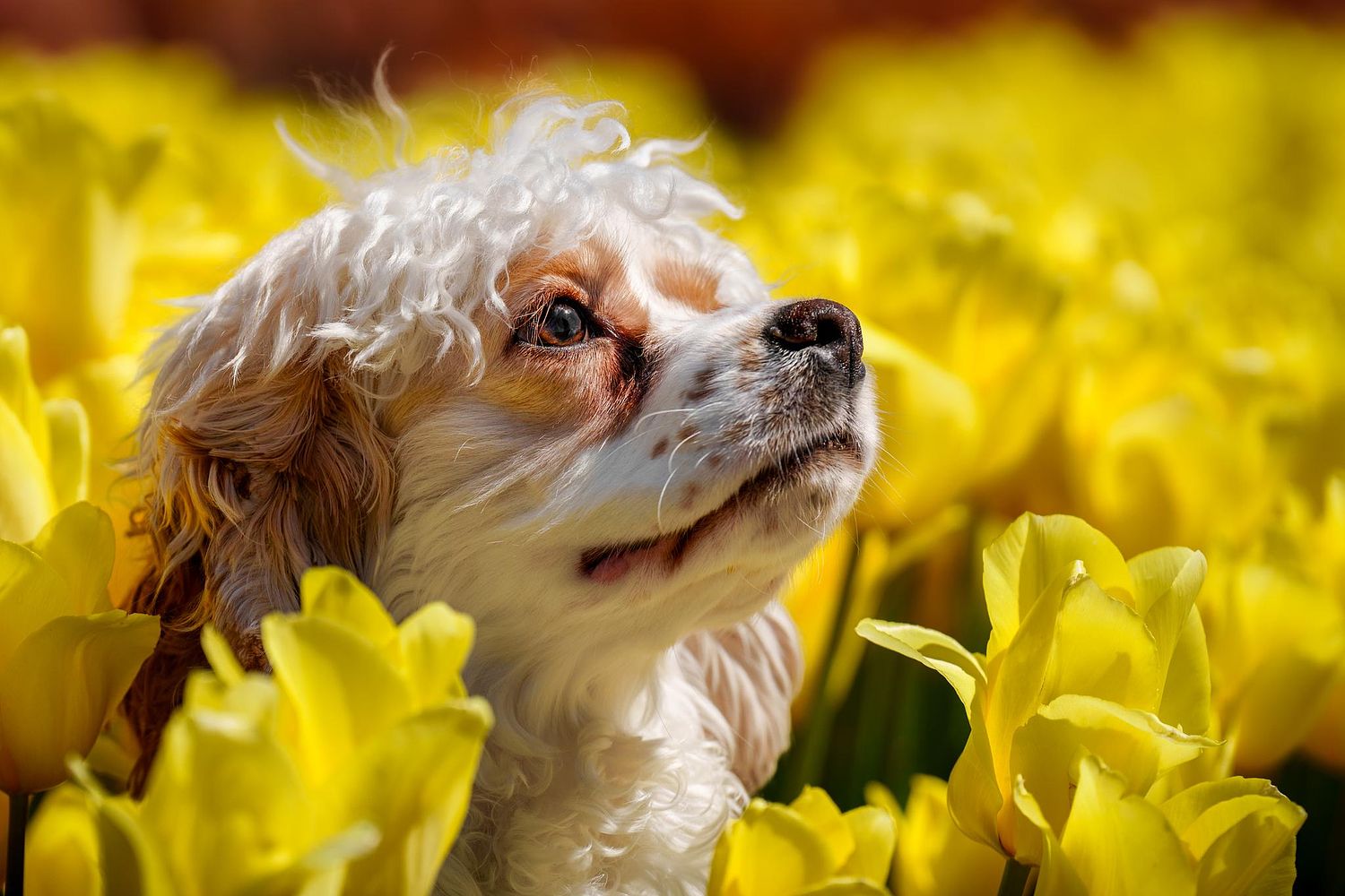 A Cocker Spaniel in a yellow tulip field.
