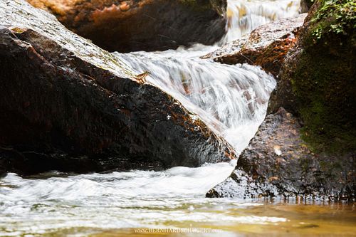 Amolops larutensis - Larut torrent frog