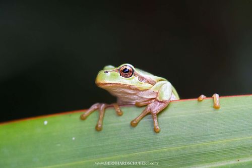 Hyla perrini - Perrin's tree frog