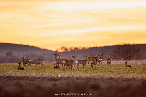Capreolus capreolus - Roe Deer