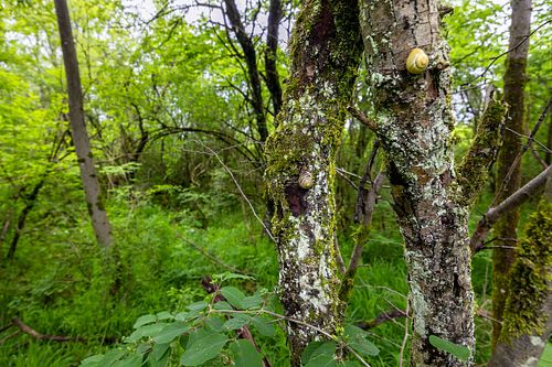 Cepaea sp. - Banded snail