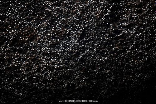 Aerodromus sp. - Dark swiftlets Edible bird's nests