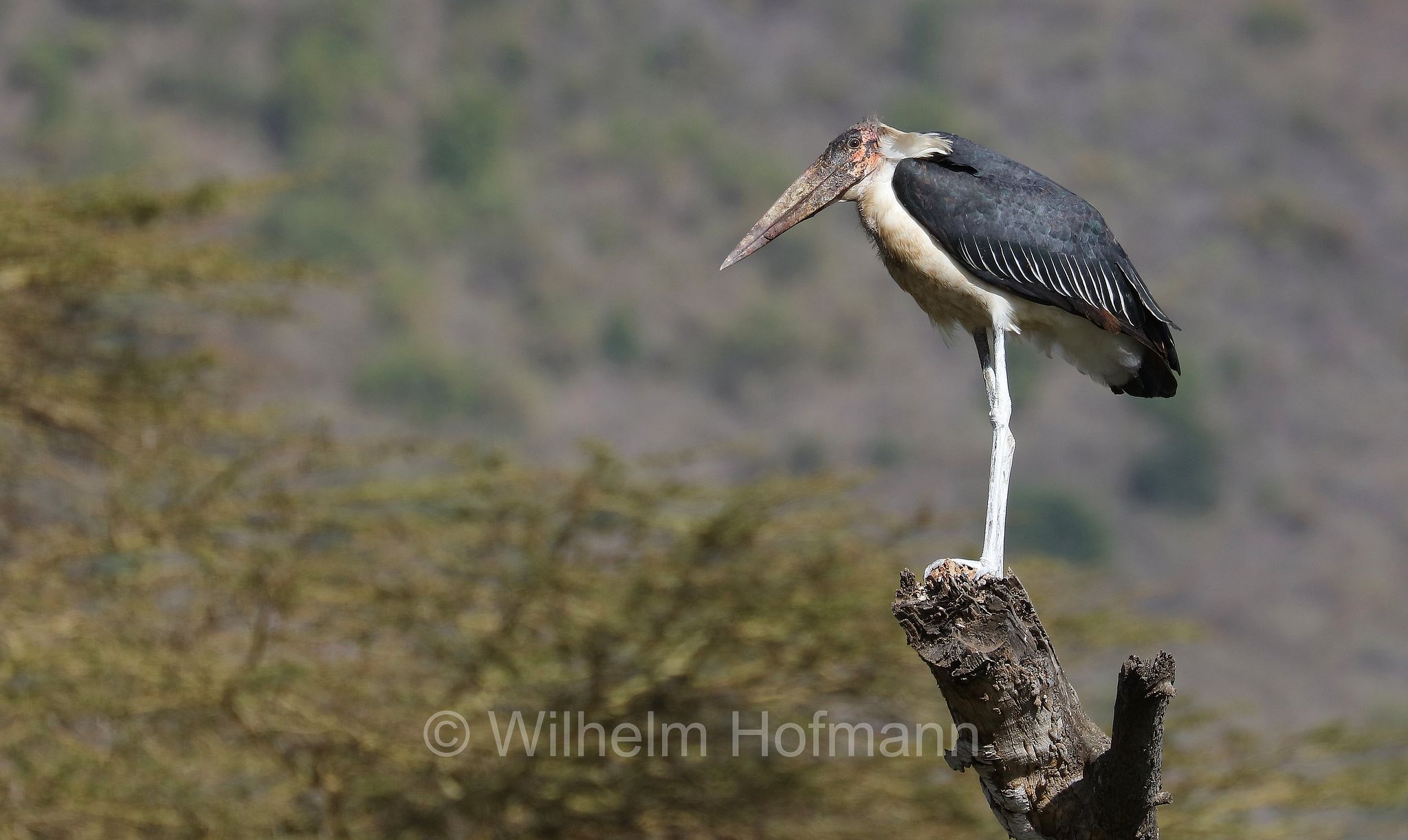 marabou stork, Marabu, marabù africano, Leptoptilos crumenifer, area di conservazione di Ngorongoro, Ngorongoro Conservation Area, Ngorongoro Krater, Tanzania, Tansania