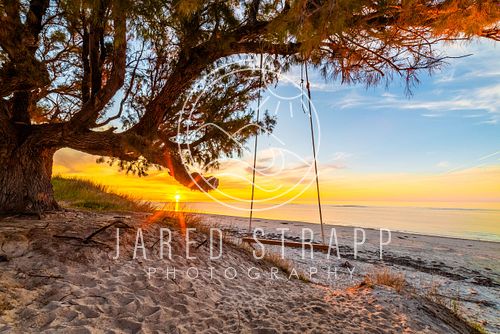 Photo of tree swing overlooking the beach at Snapper Point, South Australia,