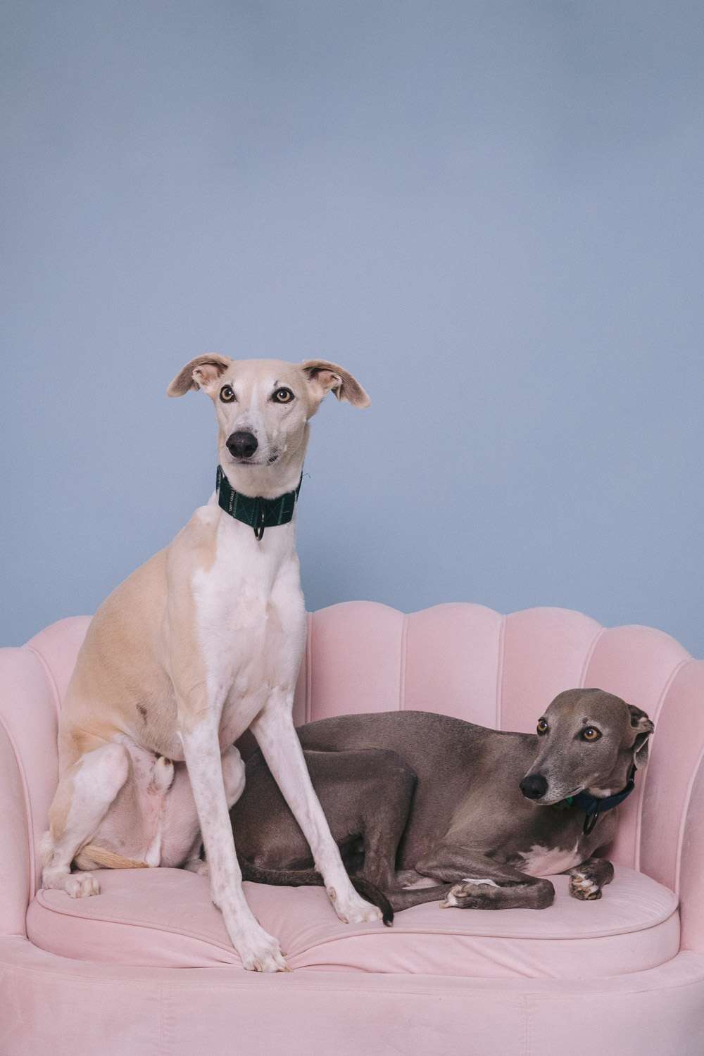 Family Portraits