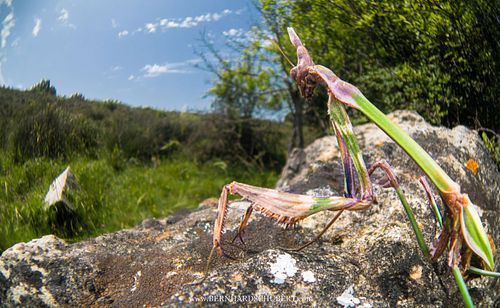 Empusa fasciata - Fasciated Conehead Mantid