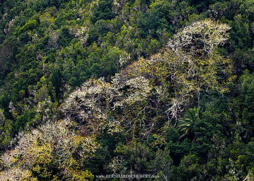 Castanea sativa – Edelkastanien