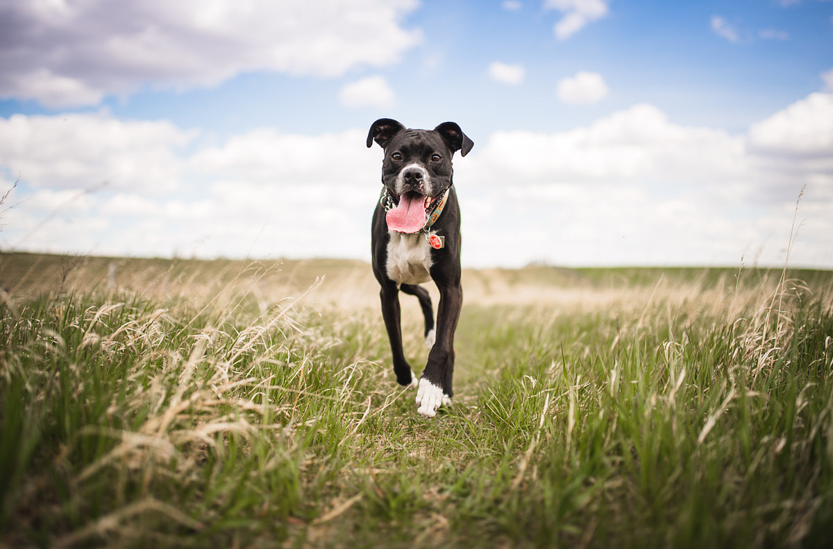 a black boxer mix dog runs through the field with his tongue out looking right at the camera in calgary.