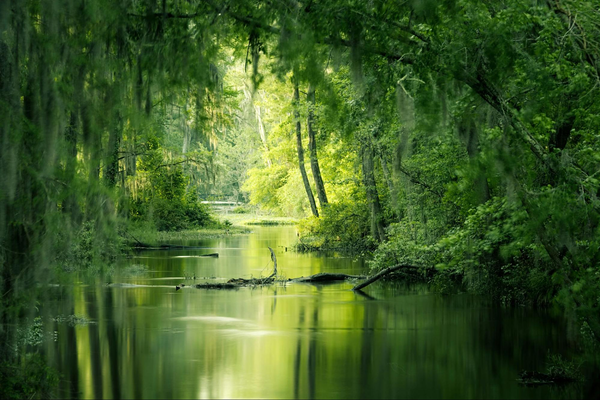 Fotografia naturalistica