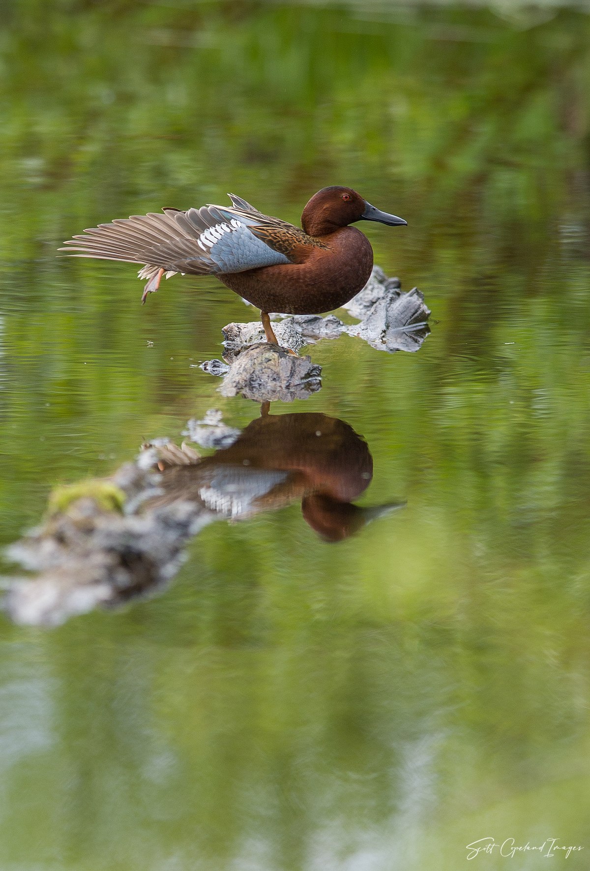 Teal Wing