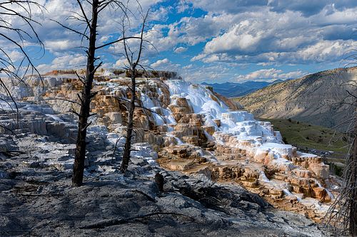 A wide landscape of Canary Springs in Yellowstone National Park featuring white and orange travertine terraces with skeletal dead trees in the foreground under a blue sky with white clouds.