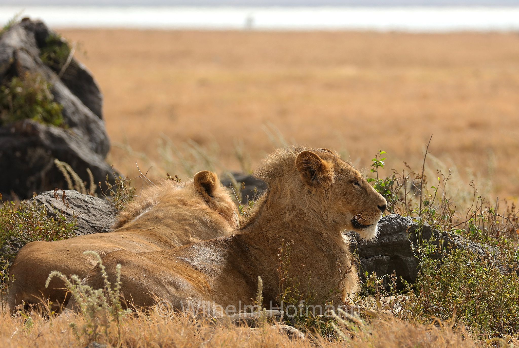 Lion, Ngorongoro Conservation Area, Tanzania, Löwe, leone, panthera leo melanochaita, Ngorongoro Krater, Tansania, Magadisee, lake magadi, lake magad, area di conservazione di Ngorongoro