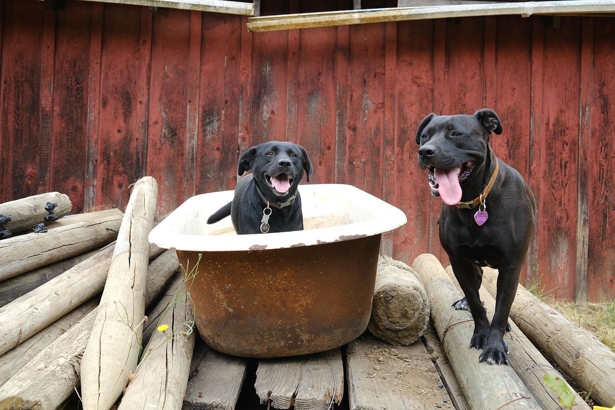 Black dogs hanging in an old bathtub in a barn backyard in Oregon